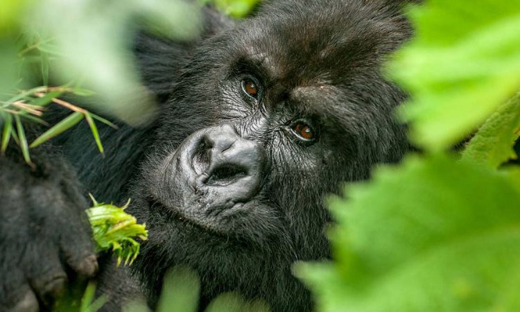 What is the Price of a gorilla permit in Mgahinga Gorilla National Park