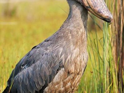 best place to see the Shoebill in 2024