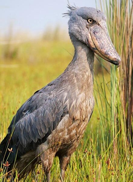 best place to see the Shoebill in 2024