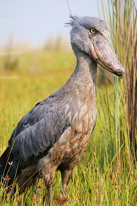 best place to see the Shoebill in 2024