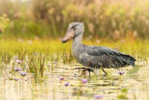 How many shoebills are there in Mabamba swamp