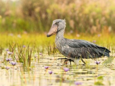 How many shoebills are there in Mabamba swamp