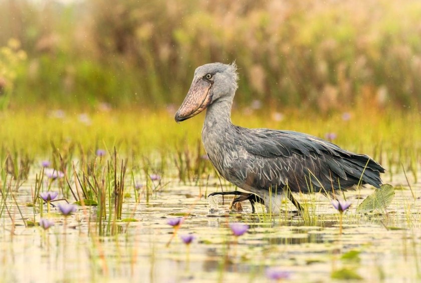 How many shoebills are there in Mabamba swamp