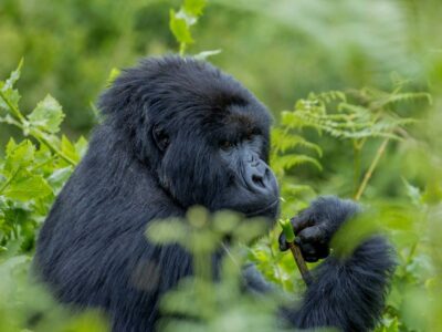 How much is a gorilla permit in Uganda