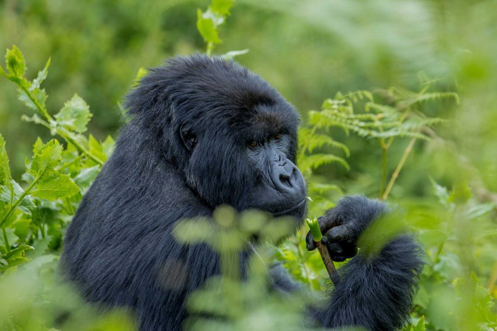 How much is a gorilla permit in Uganda