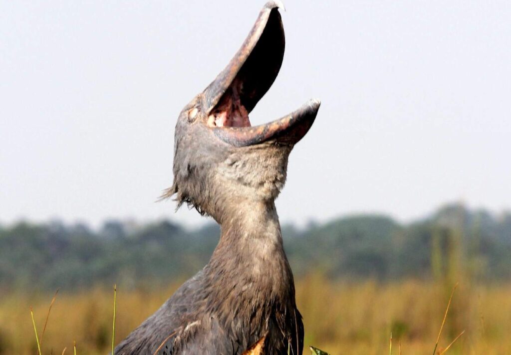 Mabamba Shoebill Tours