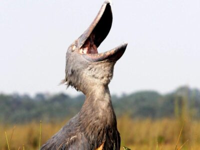 Mabamba Shoebill Tours