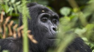 Uganda gorilla trekking safaris 2025 - 2026