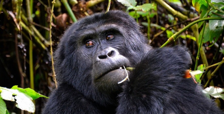 What is the Price for Gorilla Permits
