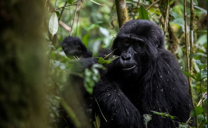 Which month is best for gorilla Trekking?
