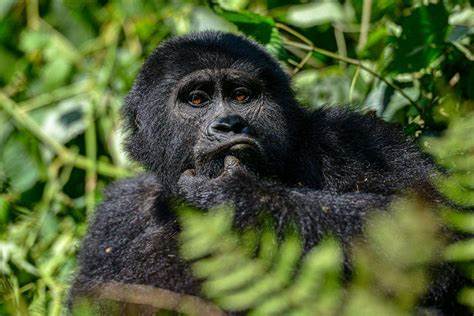 Gorilla trekking in 2026