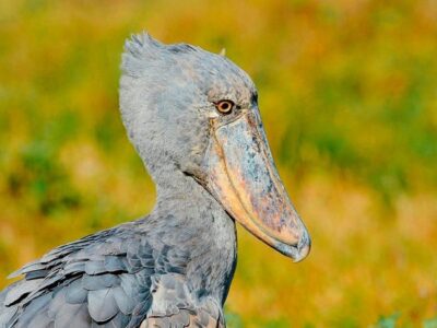 Places to see the shoebill in 2025 - shoebill tracking in 2026