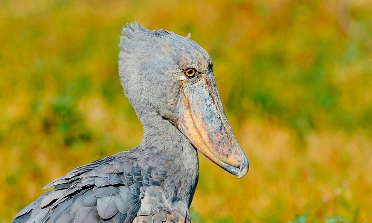 Places to see the shoebill in 2025 - shoebill tracking in 2026