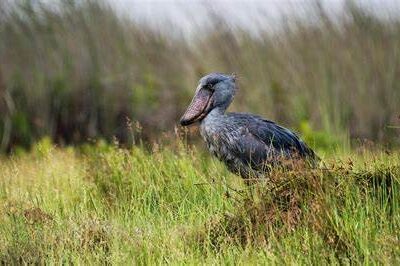 Top 09 Locations for shoebill tracking in Uganda