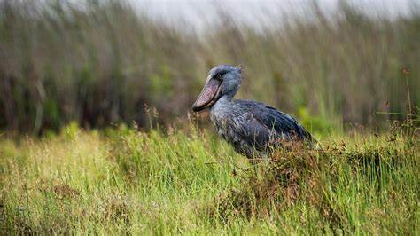 Top 09 Locations for shoebill tracking in Uganda