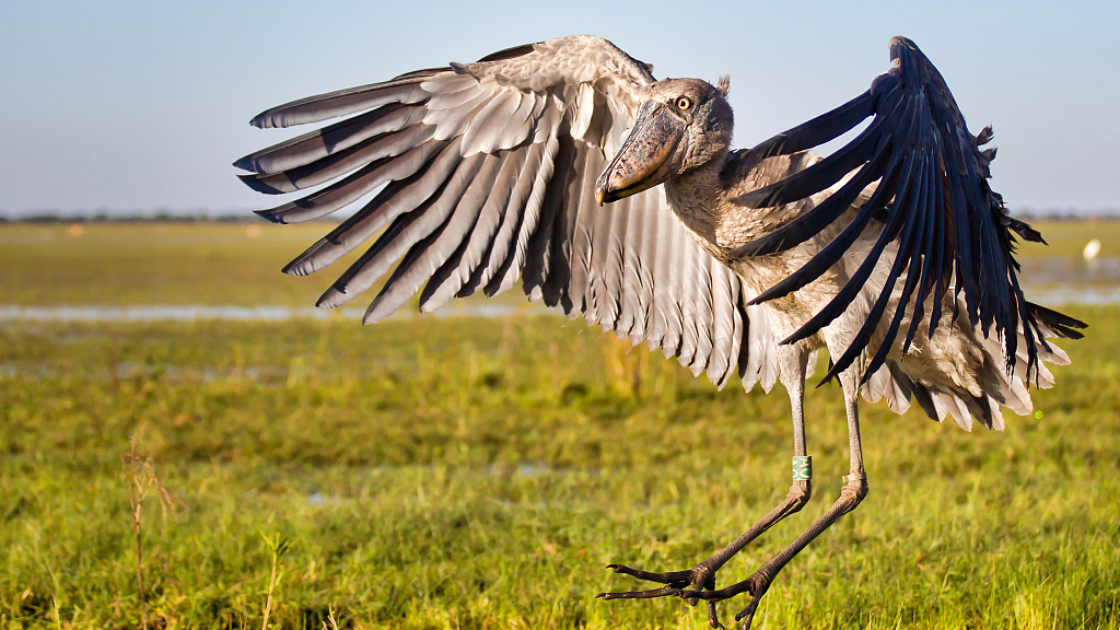 Top-03-locations-for-shoebill-tracking-in-Uganda-1.png