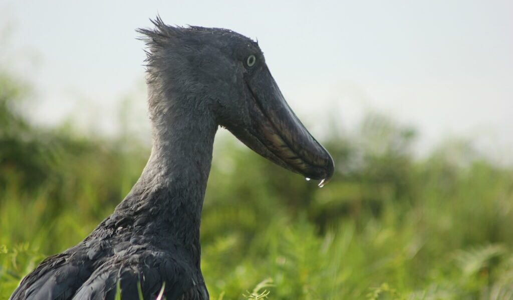 Shoebill Tours In Uganda