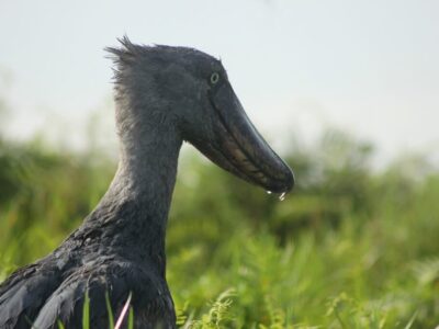 Shoebill Tours In Uganda