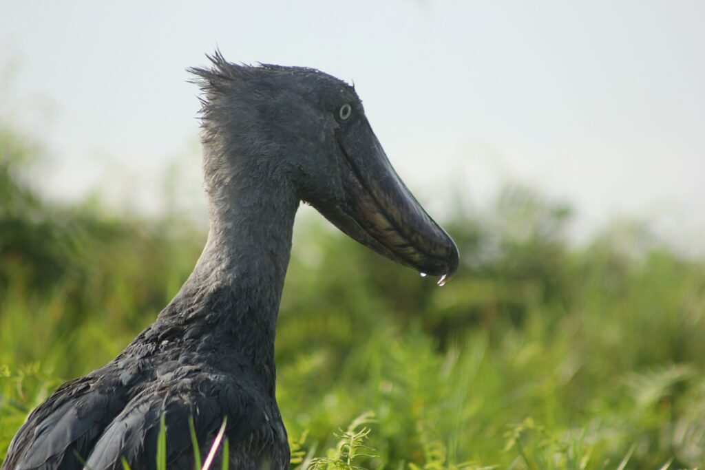 Shoebill Tours In Uganda