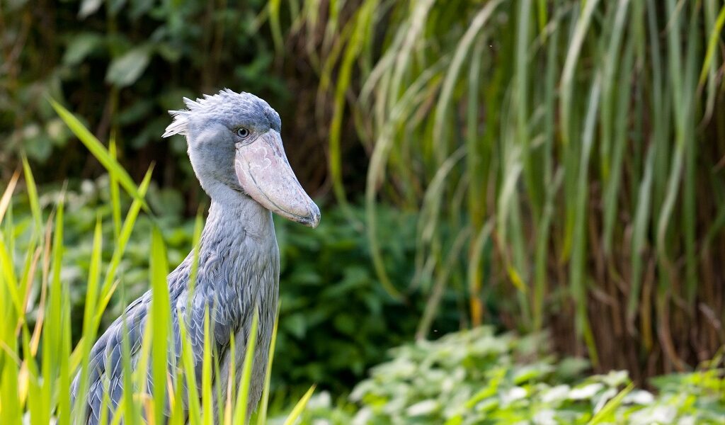 Facts about the shoebill stork