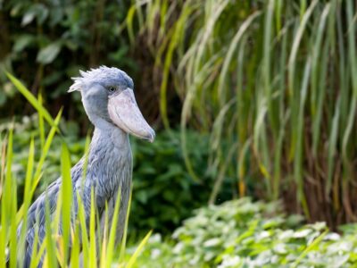 Facts about the shoebill stork