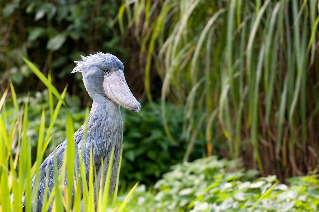 Facts about the shoebill stork