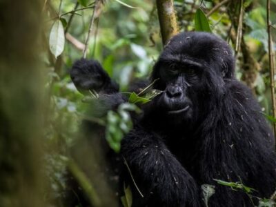 Planning a gorilla tour in Uganda for 2025 - 2026