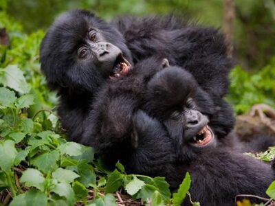 Price Of a Uganda gorilla permit in 2025