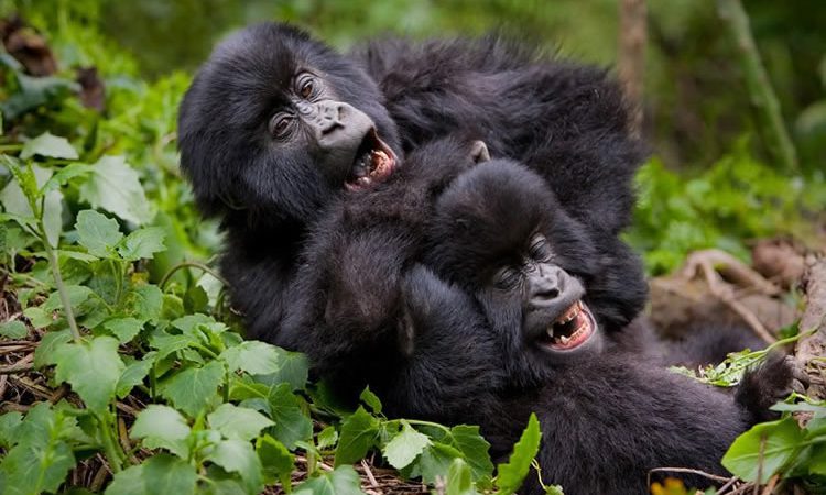 Price Of a Uganda gorilla permit in 2025