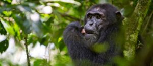 chimp trekking from Nile Safari Lodge