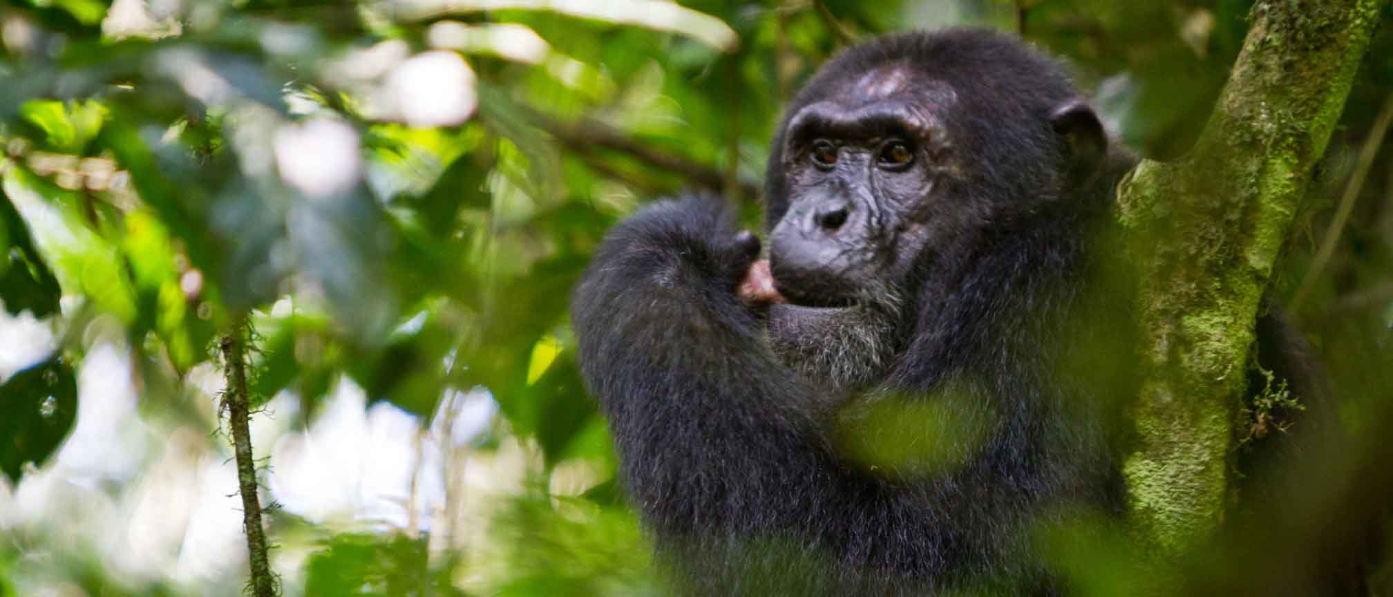 chimp trekking from Nile Safari Lodge