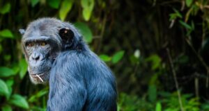 What to pack for Chimpanzee habituation in Uganda