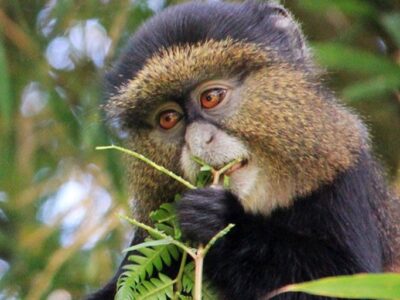 What is the price Of a Golden Monkey Permits for Mgahinga National Park